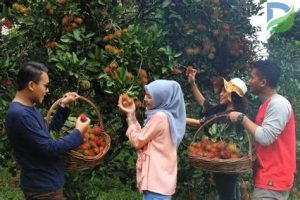 Read more about the article Kebun Buah Terpopuler di Indonesia yang Wajib Anda Kunjungi