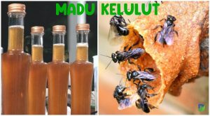 Read more about the article Madu Kelulut: Manis Alami dari Lebah Mini yang Kaya Manfaat